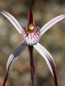 Caladenia polychroma