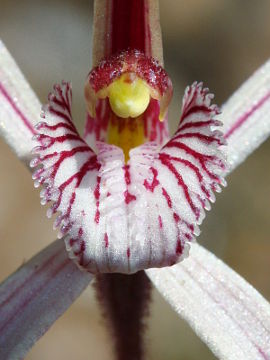Caladenia polychroma
