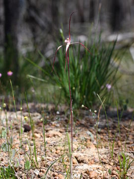 Caladenia polychroma