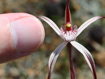 Caladenia polychroma