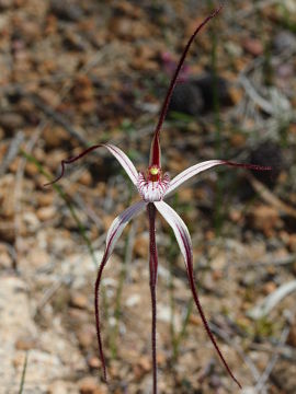 Caladenia polychroma