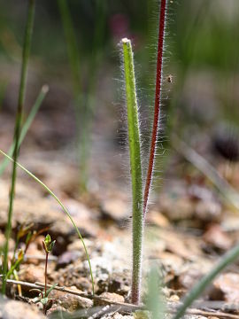 Caladenia polychroma