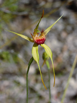 Caladenia procera