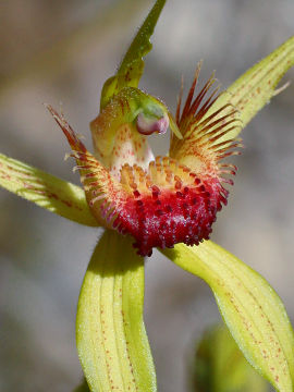 Caladenia procera Caladenia procera