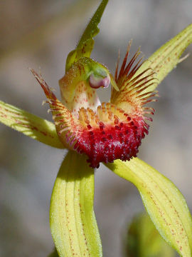 Caladenia procera