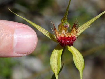 Caladenia procera