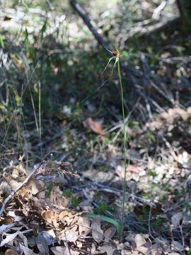 Caladenia procera