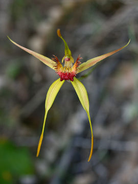 Caladenia procera