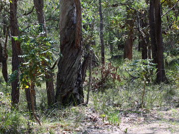 Caladenia procera