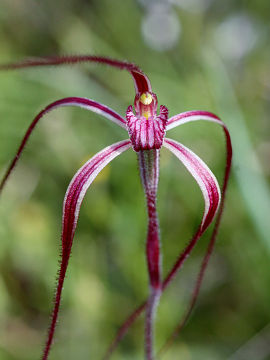 Caladenia pulchra Caladenia pulchra
