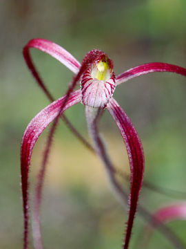 Caladenia pulchra Caladenia pulchra