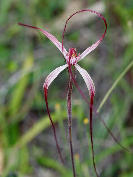 Caladenia pulchra Caladenia pulchra