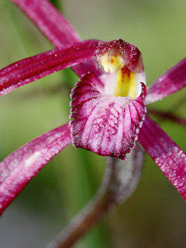 Caladenia pulchra Caladenia pulchra
