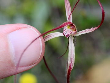 Caladenia pulchra Caladenia pulchra