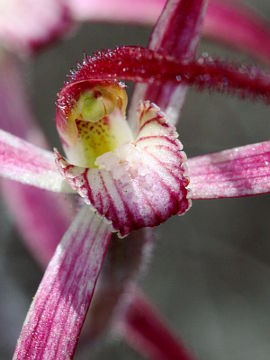 Caladenia pulchra Caladenia pulchra