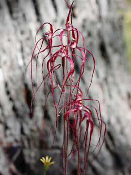 Caladenia pulchra Caladenia pulchra