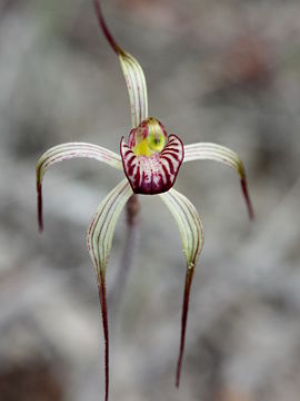 Caladenia radialis