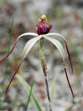 Caladenia radialis Caladenia radialis