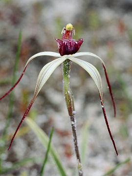 Caladenia radialis