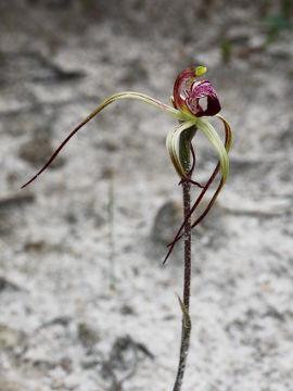 Caladenia radialis