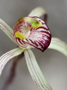 Caladenia radialis