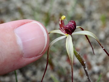 Caladenia radialis Caladenia radialis