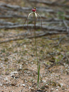 Caladenia radialis Caladenia radialis