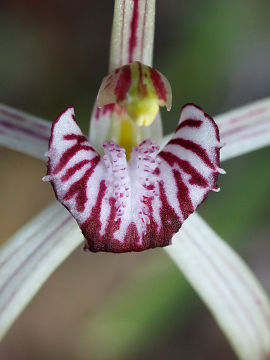 Caladenia radialis Caladenia radialis