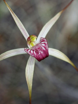 Caladenia radialis Caladenia radialis