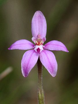 Caladenia reptans