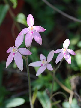 Caladenia reptans Caladenia reptans
