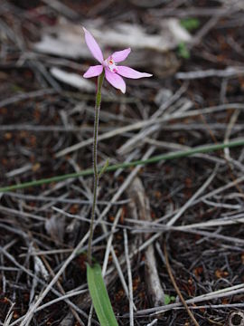 Caladenia reptans Caladenia reptans
