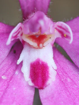 Caladenia reptans Caladenia reptans
