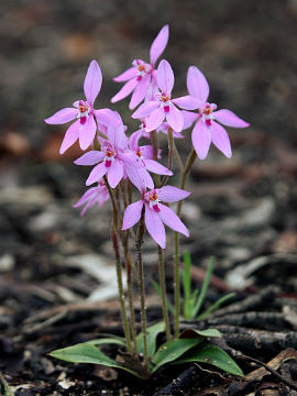 Caladenia reptans