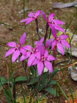 Caladenia reptans