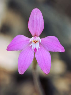 Caladenia reptans