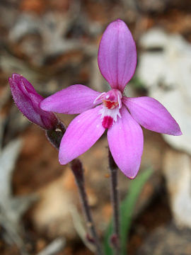 Caladenia reptans