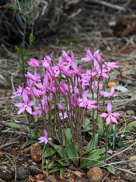 Caladenia reptans