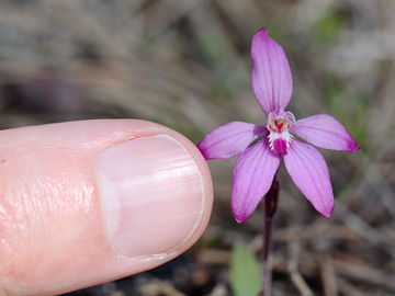 Caladenia reptans Caladenia reptans