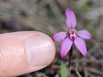 Caladenia reptans