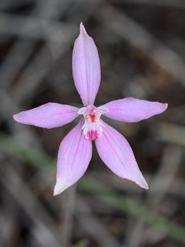 Caladenia reptans Caladenia reptans