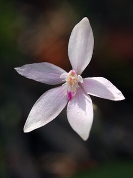Caladenia reptans Caladenia reptans