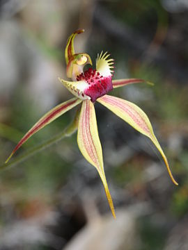 Caladenia rhomboidiformis