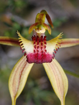 Caladenia rhomboidiformis