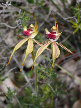 Caladenia rhomboidiformis