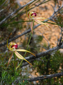 Caladenia rhomboidiformis