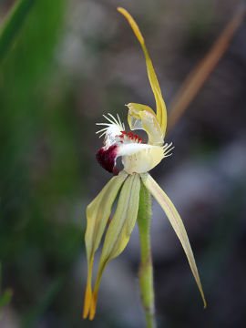 Caladenia rhomboidiformis Caladenia rhomboidiformis