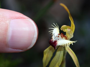 Caladenia rhomboidiformis Caladenia rhomboidiformis