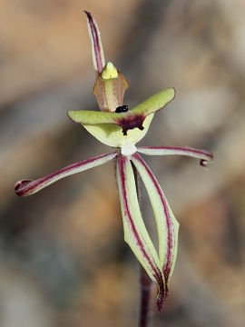 Caladenia roei