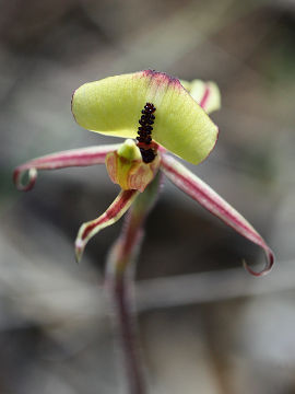 Caladenia roei